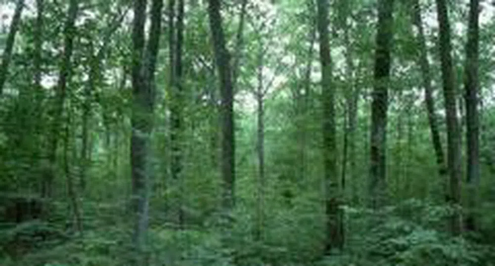 Провеждат национална среща по проблемите на българската гора