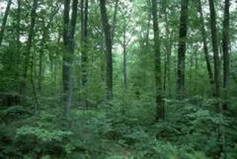 Провеждат национална среща по проблемите на българската гора