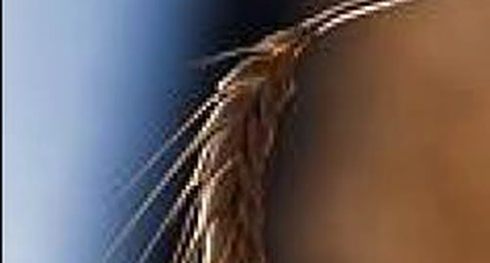 Пшеницата с нов рекорд, златото близко до най-високата си стойност от 28 години насам