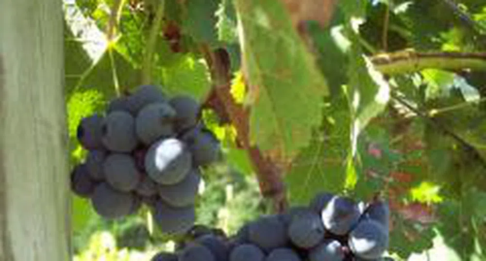 Разработва проект за развитие на винения туризъм