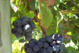 Разработва проект за развитие на винения туризъм