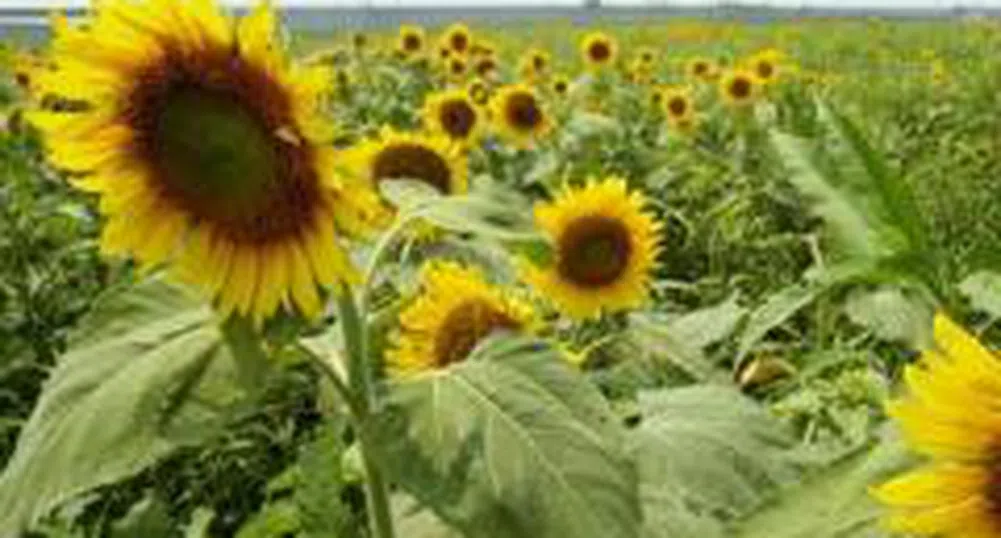 Повишила се е цената на олиото на Пловдивската стокова борса