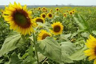 Повишила се е цената на олиото на Пловдивската стокова борса