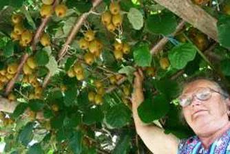 Испанските земеделци ще могат да наемат български и румънски работници