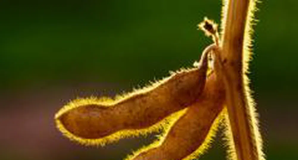 Биогоривата вредят на околната среда