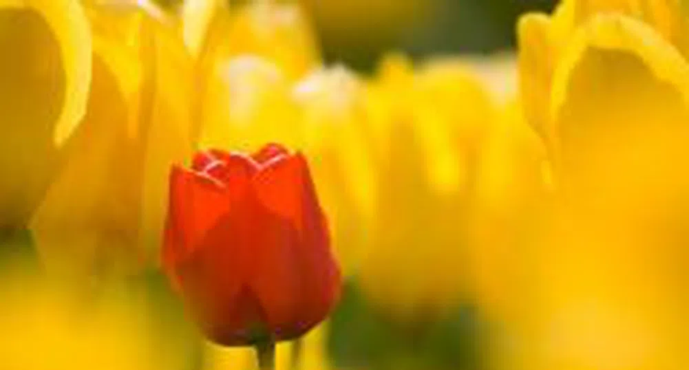 Цените на горивата в Холандия са се удвоили за последните 12 г.