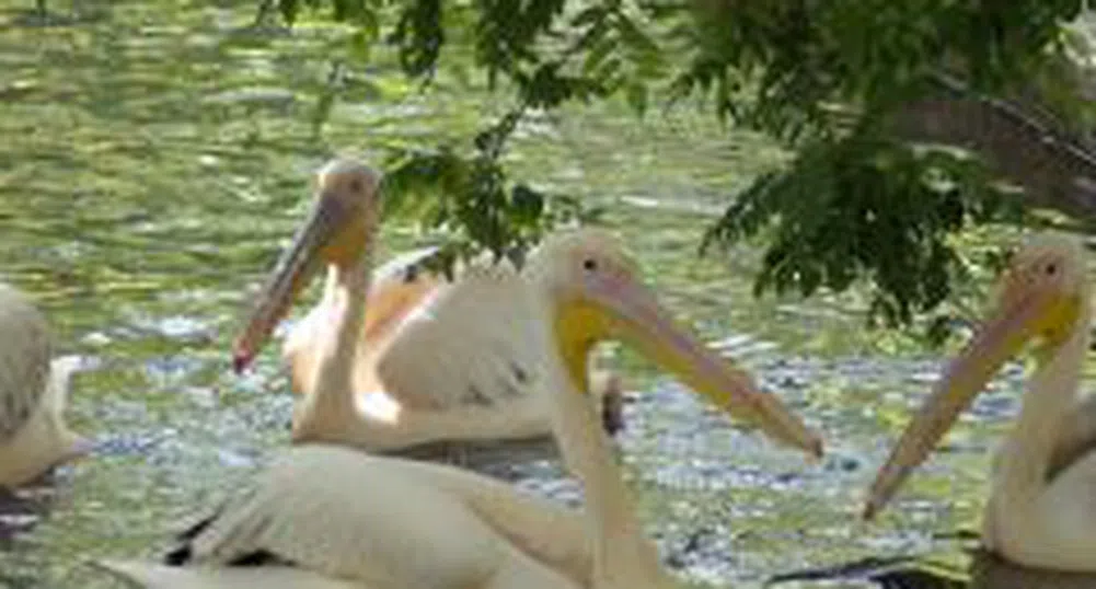 Чужденците предпочитат алтернативния туризъм