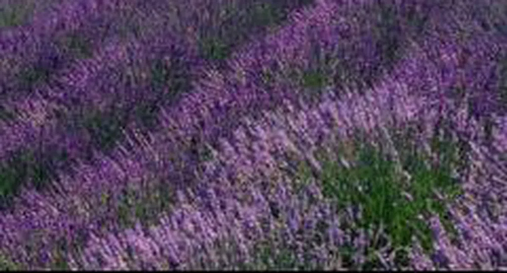 Лавена учредява еднолично дружество