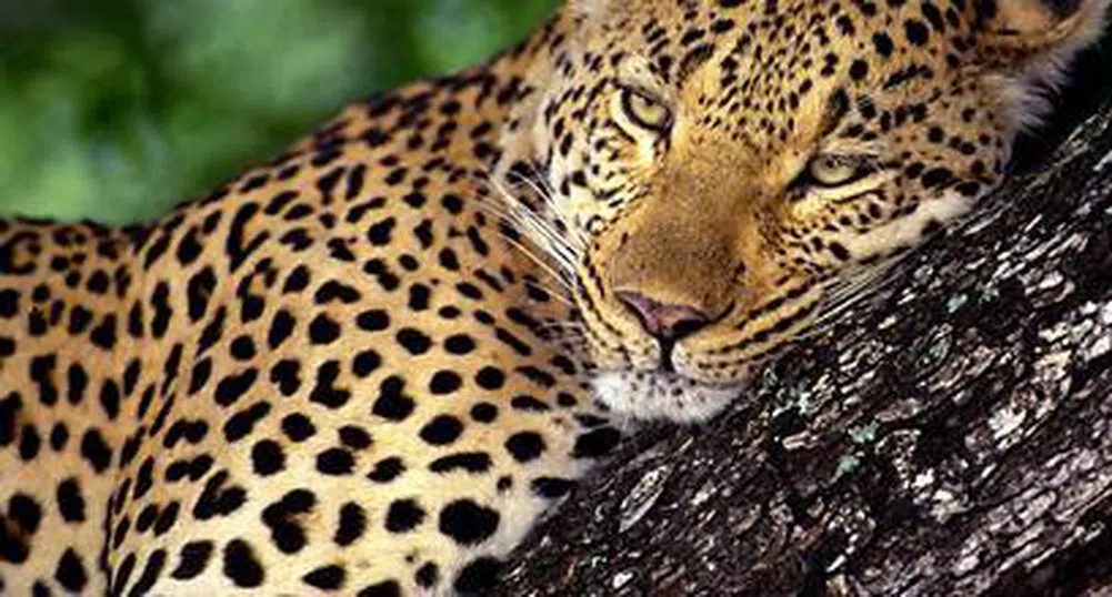 В Русия откраднаха Mercedes с леопард вътре