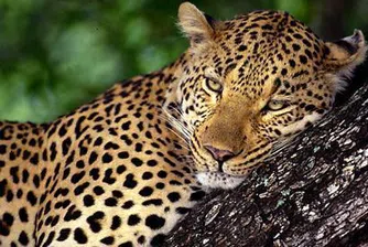 В Русия откраднаха Mercedes с леопард вътре