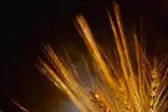 Пшеницата поскъпна до нов 11-годишен максимум вчера