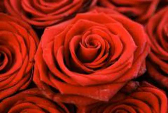 Площите, използвани за цветопроизводство у нас през 2007 г., са 1658 дка