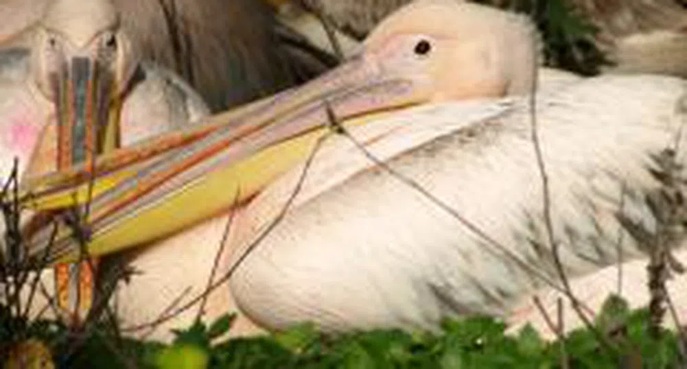 30% от земеделските земи у нас - важни за опазването на флората и фауната