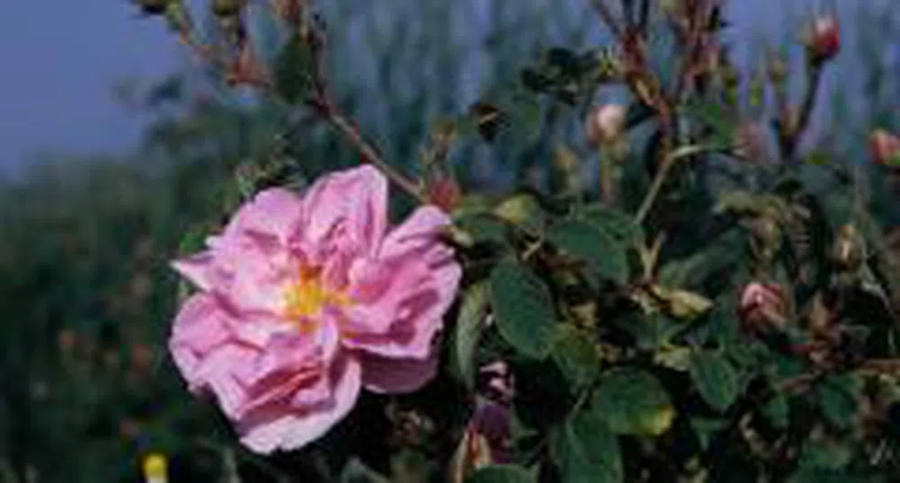 Ивайло Калфин откри национална кръгла маса за българските символи