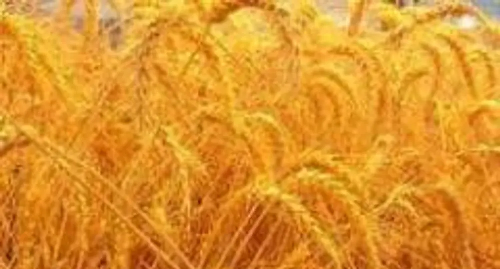 Цените на пшеницата на борсата в Русе се стабилизираха около 250-270 лв/т.
