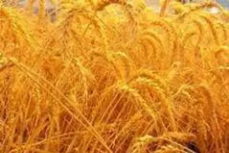 Цените на пшеницата на борсата в Русе се стабилизираха около 250-270 лв/т.