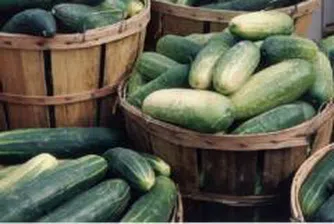 Оранжерийните краставици са поевтинели през тази седмица с 20%