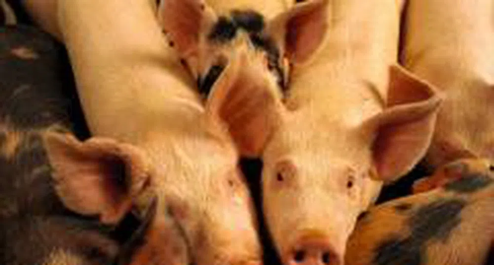 Свинекомплекс Николово учреди дъщерно дружество