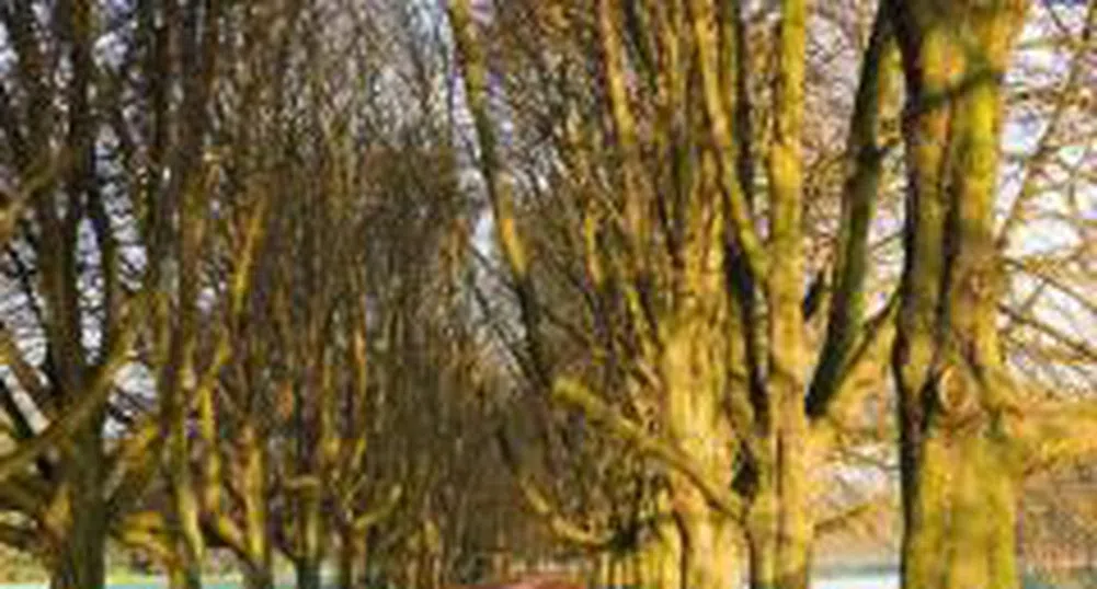 През тази година ще бъдат залесени 165 декара от горския фонд на Столичната община