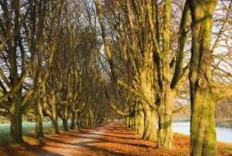 През тази година ще бъдат залесени 165 декара от горския фонд на Столичната община