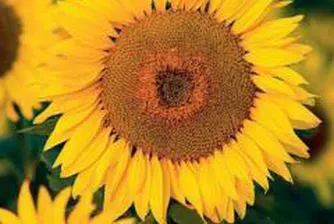 Zarneni Hrani Bulgaria To Open Biodiesel Plant Next Month