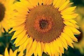 Zarneni Hrani IPO Price Set At 4.50 Leva