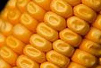 С 44.5 на сто са поскъпнали зърнените култури за второто тримесечие