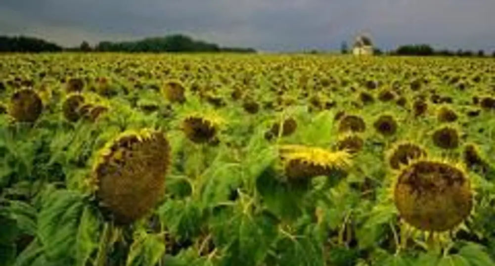 Bulgaria, Romania Cooperate in Agriculture, Construction