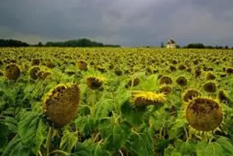Bulgaria, Romania Cooperate in Agriculture, Construction
