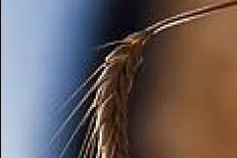 Пшеницата приключва седмицата със значително понижение на международните борси