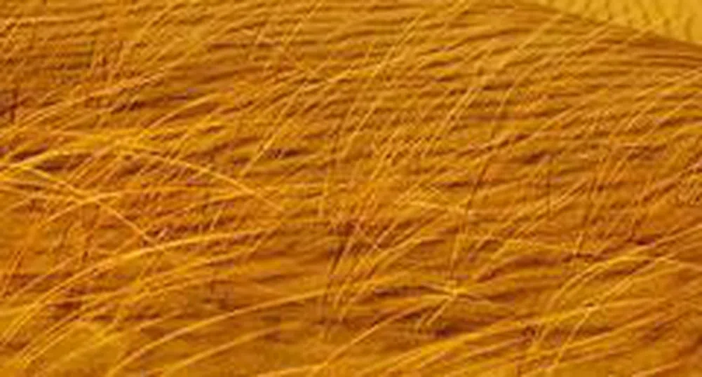 Zlatni Pyasatsi Books 3.5 Mln Leva Q1 Profit on Strong Revenue from Services, Asset Sales