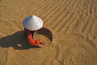 Над 820 хил. тона зърно има в складовете