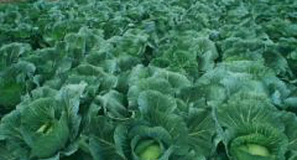 Зелето и лимоните с най-голямо повишение през седмицата