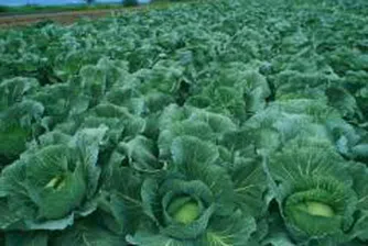 Зелето и лимоните с най-голямо повишение през седмицата