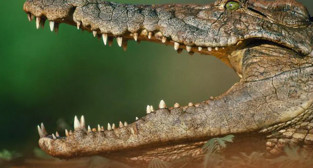 В петролна рафинерия на Лукойл се заселиха крокодили