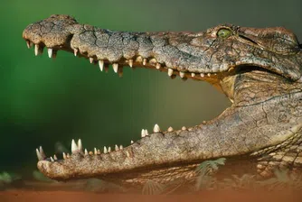 В петролна рафинерия на Лукойл се заселиха крокодили