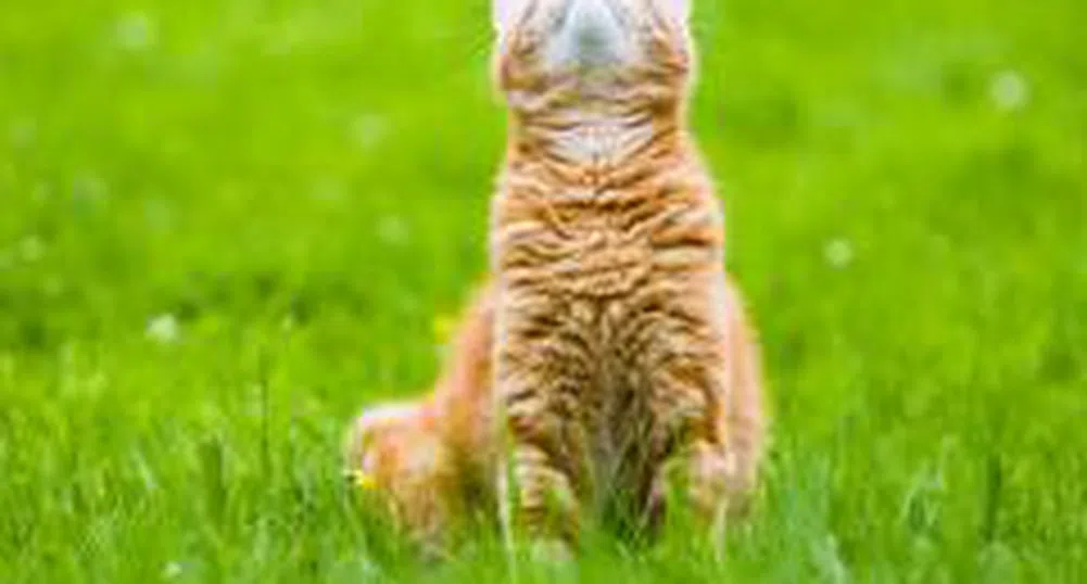 Котка, преследваща мишка, блокира електроснабдяването на Тирана