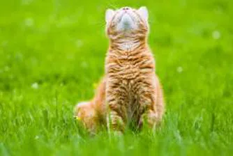 Котка, преследваща мишка, блокира електроснабдяването на Тирана