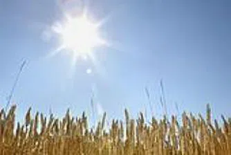 Цената на пшеницата пада?