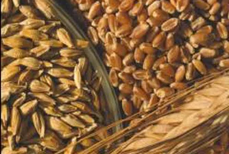 Хлебната пшеница на Русенската стокова борса се предлага по 500 лв./т