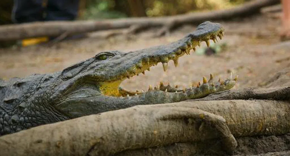 Кризата остави крокодил без дом