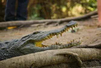 Кризата остави крокодил без дом