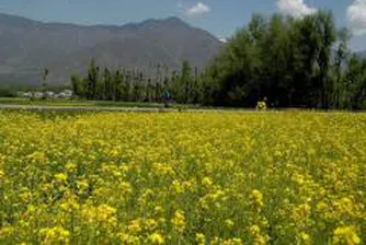 Ръстът в цената на земеделската земя във Великобритания остава стабилен