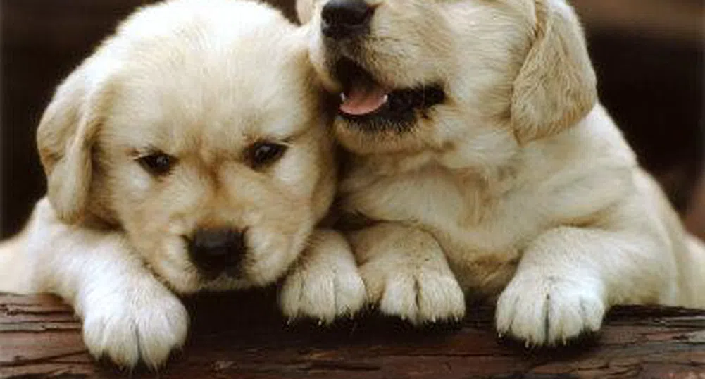 Британците изоставят домашните си любимци заради кризата