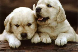 Британците изоставят домашните си любимци заради кризата