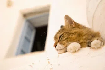 Самолет за котката