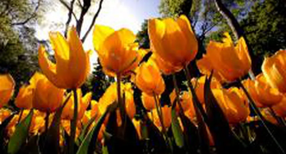 Диков дава парковете на концесия и търси 1 млрд. лв.