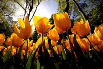 Диков дава парковете на концесия и търси 1 млрд. лв.