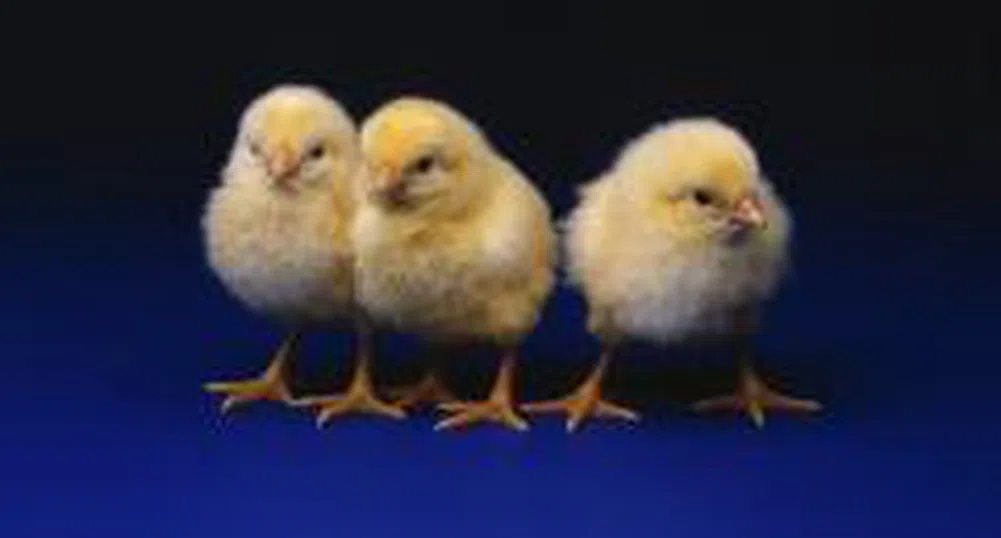 Птицевъдите очакват подкрепа от държавата