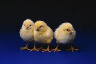 Птицевъдите очакват подкрепа от държавата